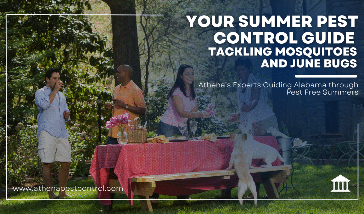 Your Summer Pest Control Guide: Tackling Mosquitoes and June Bugs