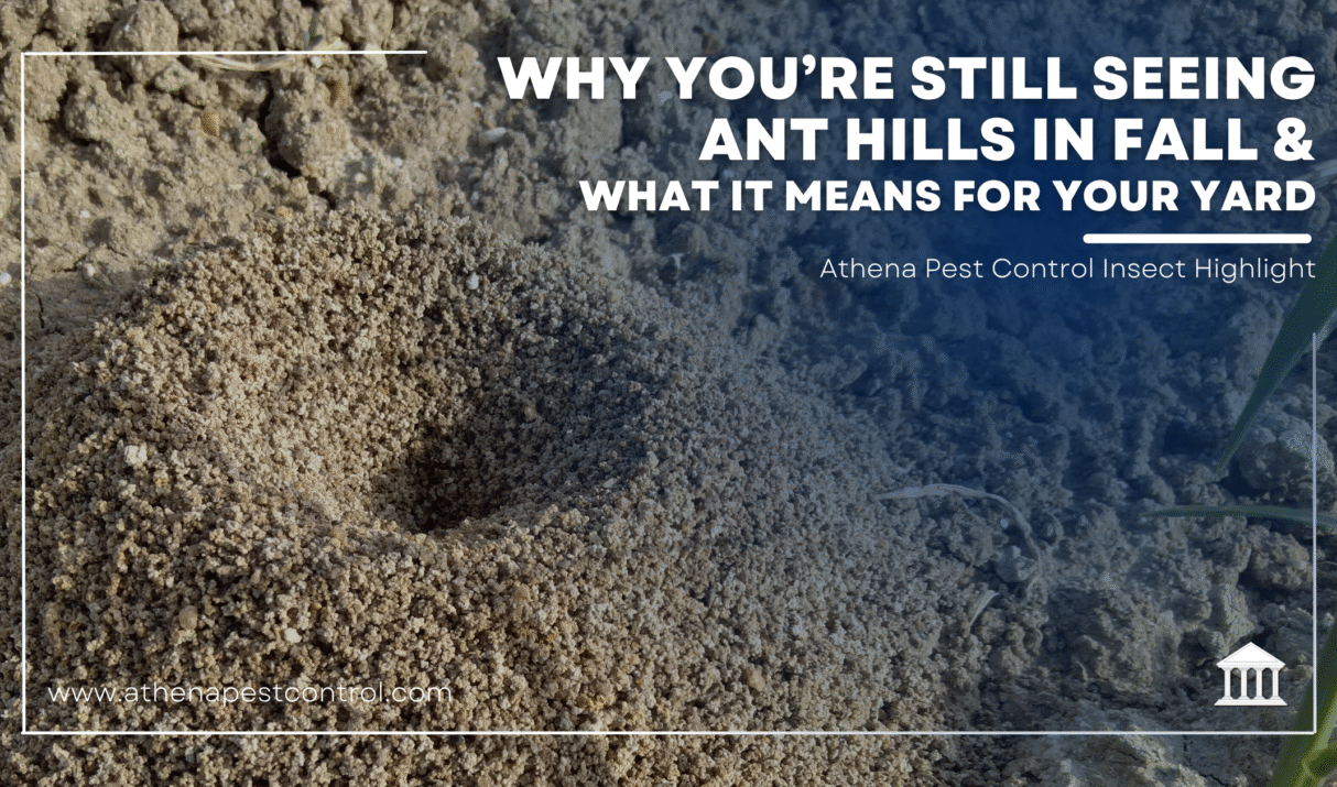 Why You’re Still Seeing Ant Hills in Fall & What It Means for Your Yard