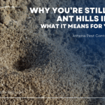 Why You’re Still Seeing Ant Hills in Fall — and What It Means for Your Yard