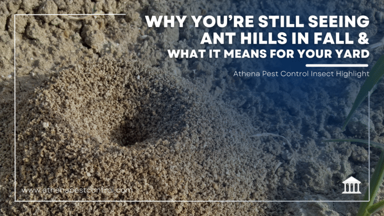 Why You’re Still Seeing Ant Hills in Fall & What It Means for Your Yard
