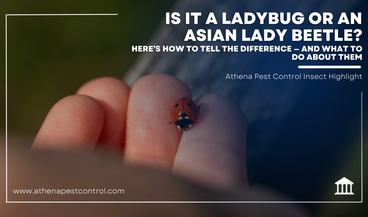 Is It a Ladybug or an Asian Lady Beetle? Here’s How to Tell the Difference — and What to Do About Them