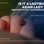 Is It a Ladybug or an Asian Lady Beetle? Here’s How to Tell the Difference — and What to Do About Them with athena pest control- hand holding a lady bug