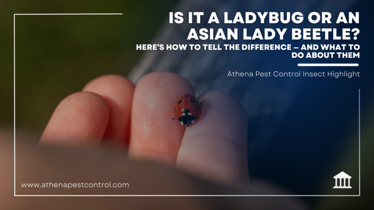 Is It a Ladybug or an Asian Lady Beetle? Here’s How to Tell the Difference — and What to Do About Them
