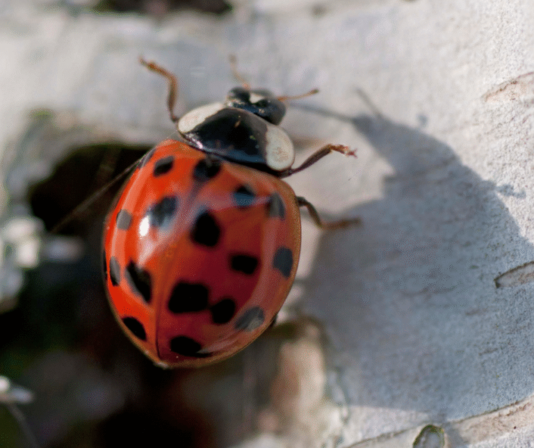Is It a Ladybug or an Asian Lady Beetle? Here’s How to Tell the ...