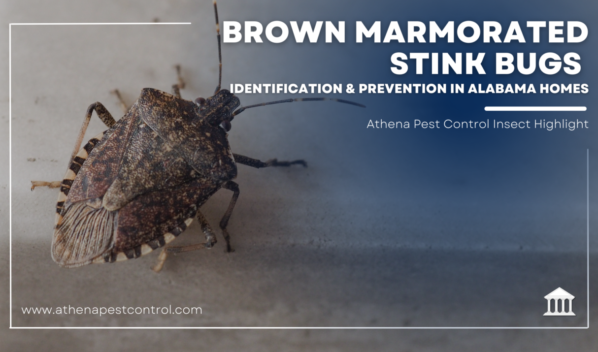Brown Marmorated Stink Bugs: Identification & Prevention in Alabama Homes