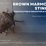 Brown Marmorated Stink Bugs: Identification & Prevention in Alabama Homes