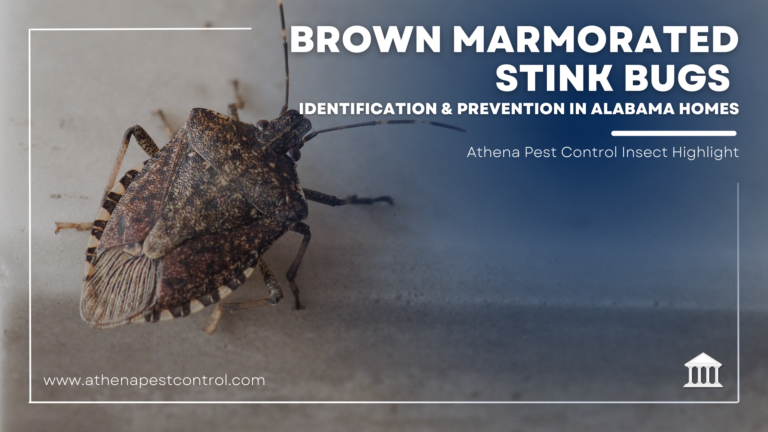 Brown Marmorated Stink Bugs: Identification & Prevention in Alabama Homes