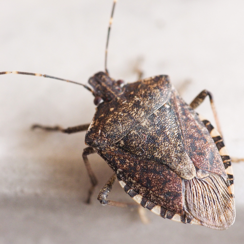 Adult Brown Marmorated Stink Bug