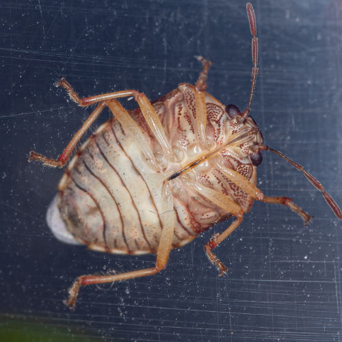 Underside of an Adult Stink Bug