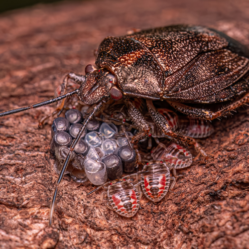 Brown Marmorated Stink Bug protecting its eggs, with young stink bugs