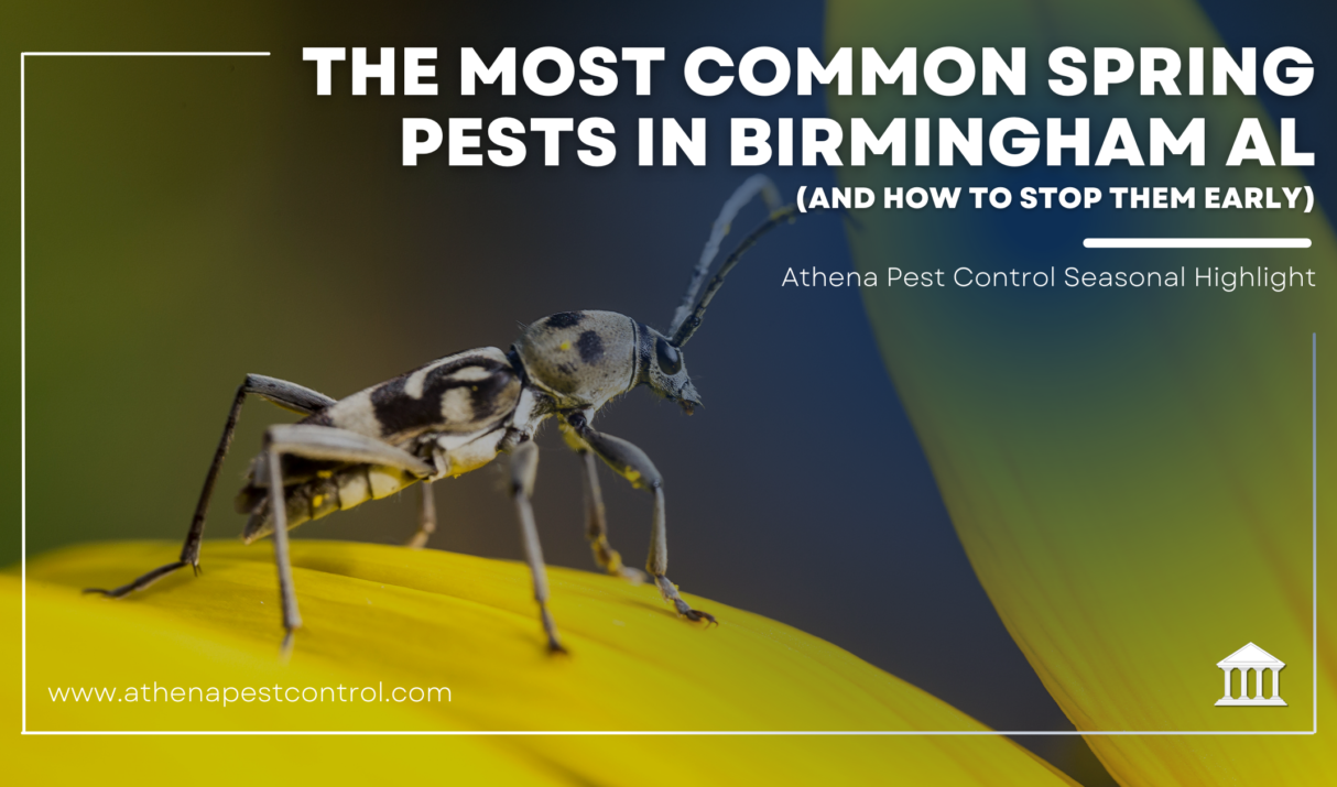 The Most Common Spring Pests in Birmingham Homes (And How to Stop Them Early)