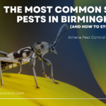 The Most Common Spring Pests in Birmingham AL (And How to Stop Them Early)