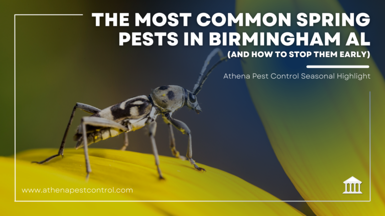 The Most Common Spring Pests in Birmingham Homes (And How to Stop Them Early)