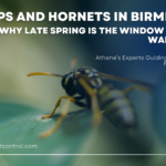 Wasps and Hornets in Birmingham: Why Late Spring Is the Window You Don't Want to Miss