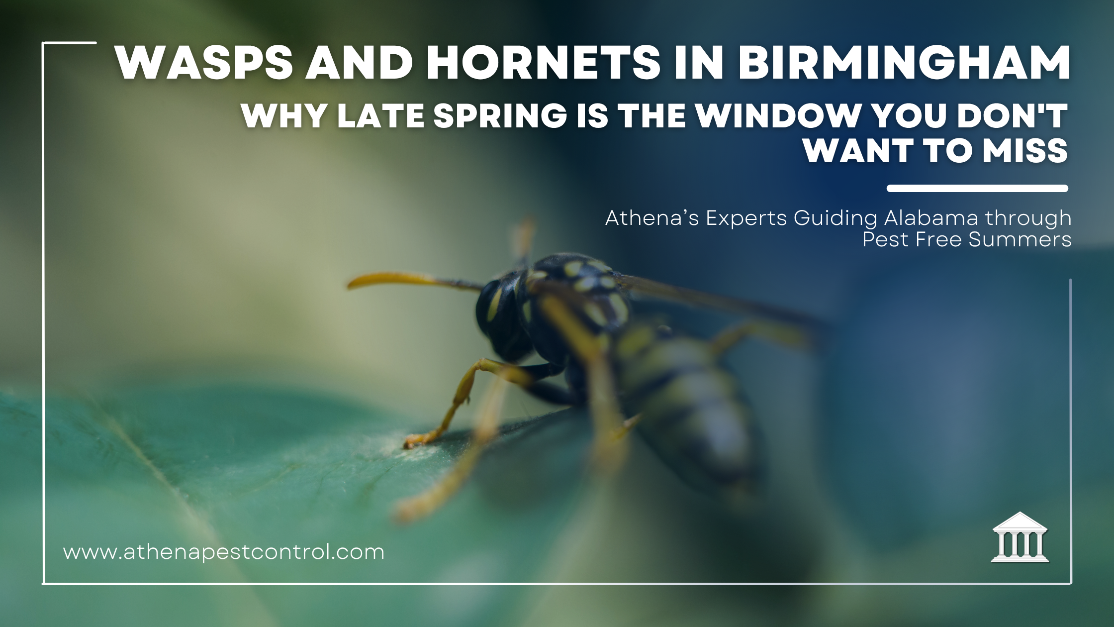Wasps and Hornets in Birmingham: Why Late Spring Is the Window You Don’t Want to Miss