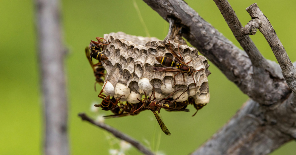 Paper wasps nest hanging from a tree