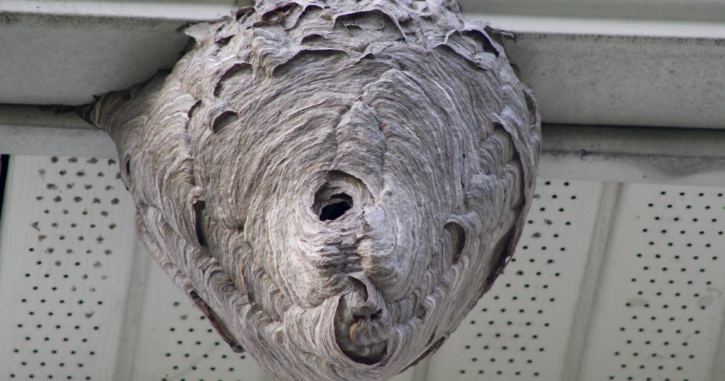 Wasp nest forming in the eaves of an Alabama home 