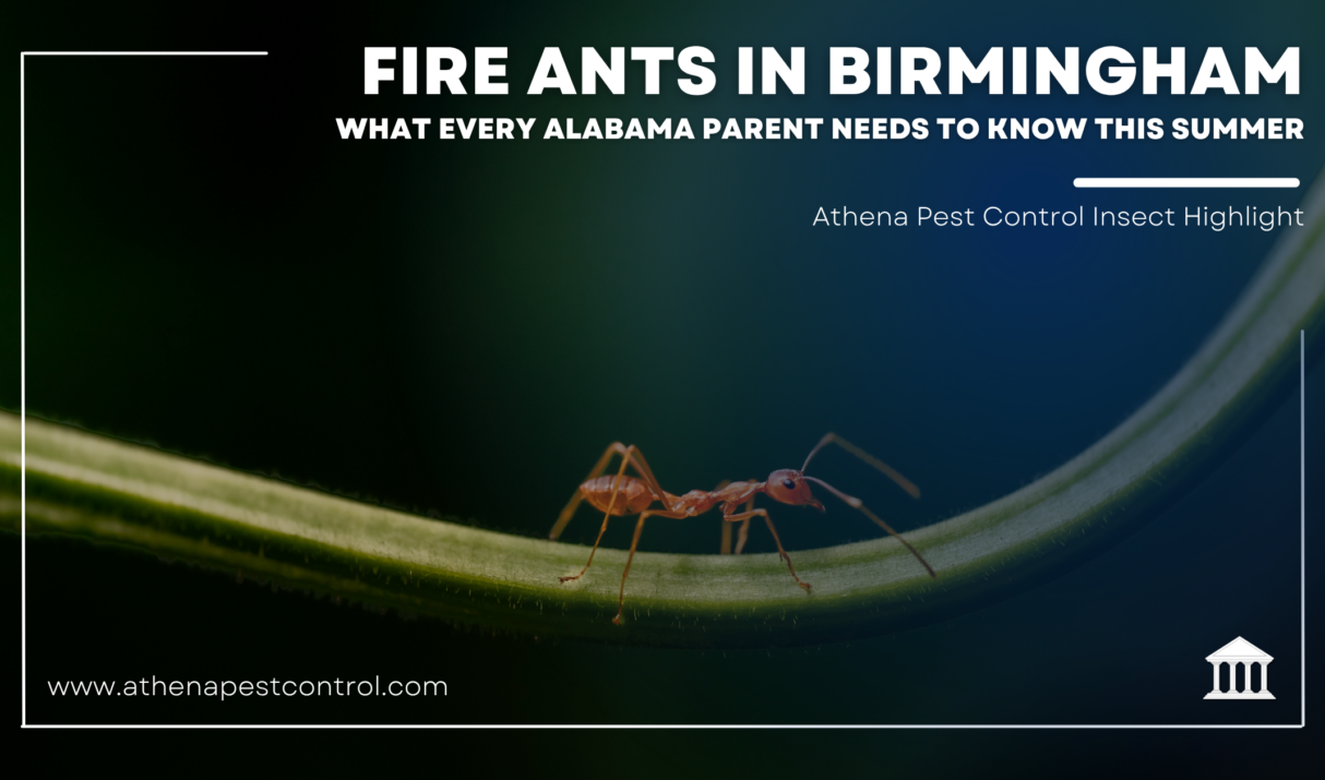 Fire Ants in Birmingham: What Every Alabama Parent Needs to Know This Summer