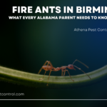 fire ants in birmingham al