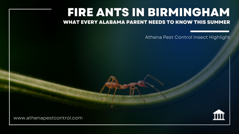 Fire Ants in Birmingham: What Every Alabama Parent Needs to Know This Summer