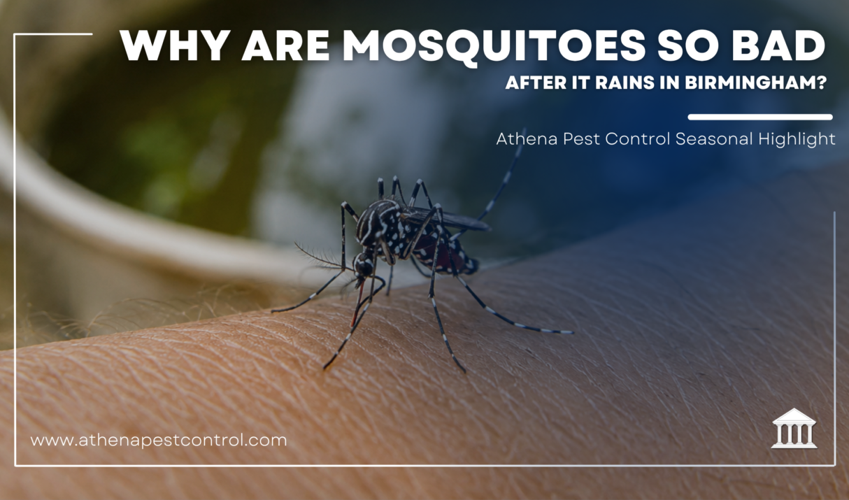 Why Are Mosquitoes So Bad After It Rains in Birmingham?