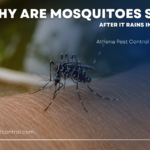 why are mosquitoes so bad after it rains in Birmingham? athena pest control seasonal highlight
