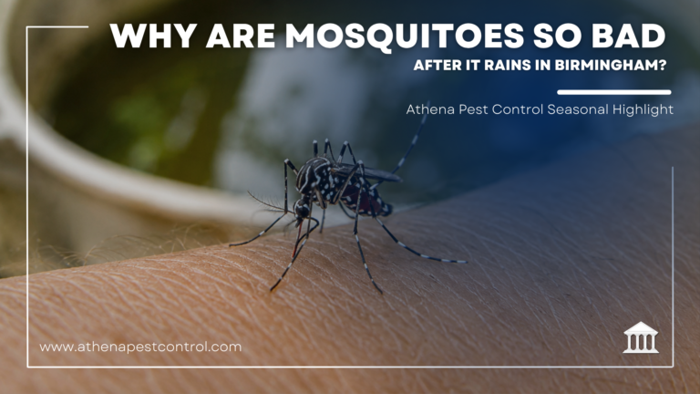 Why Are Mosquitoes So Bad After It Rains in Birmingham?